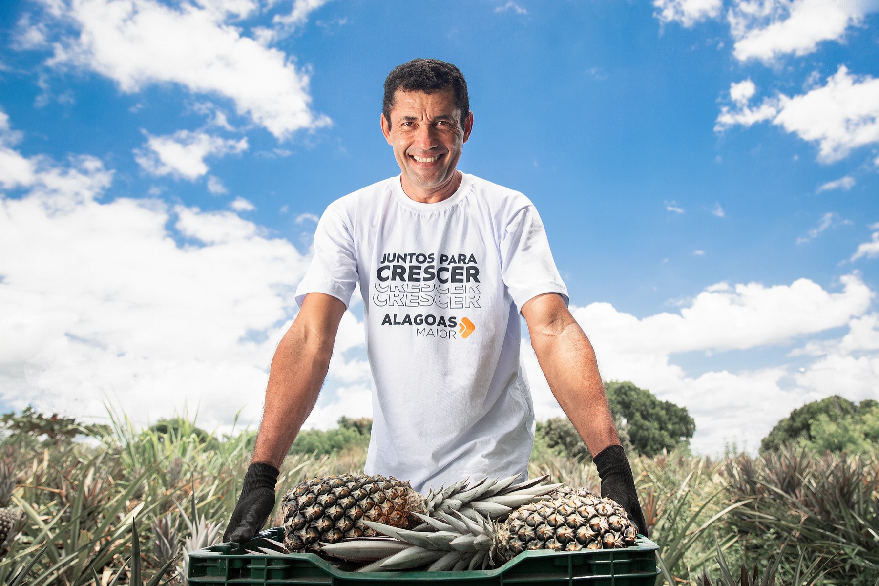 O Cultivo de Abacaxi